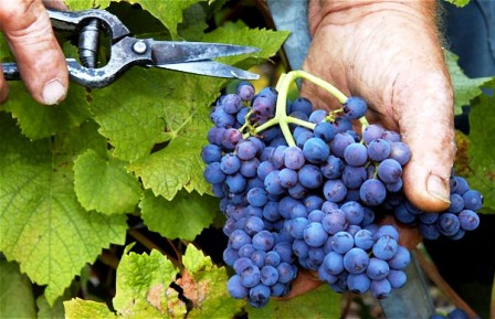 Harvest